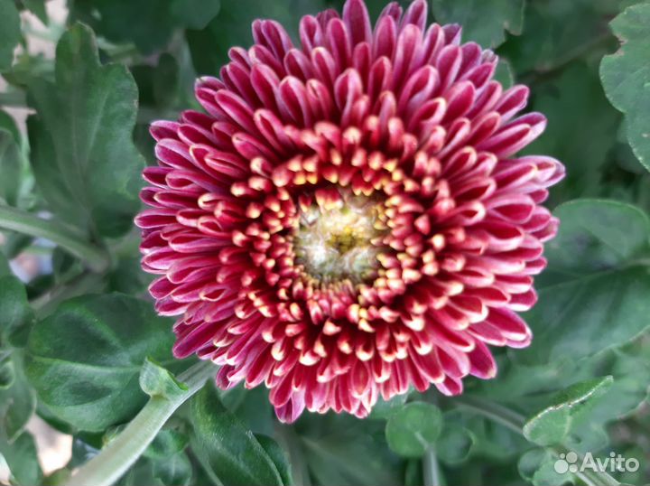 Хризантемы мультифлора