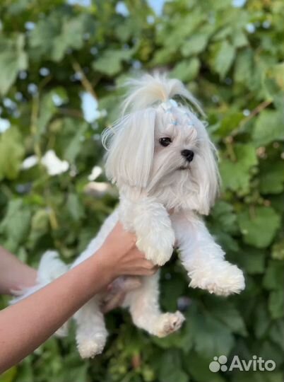 Мальтезе вязка (1,4кг малюсенький) глазастый