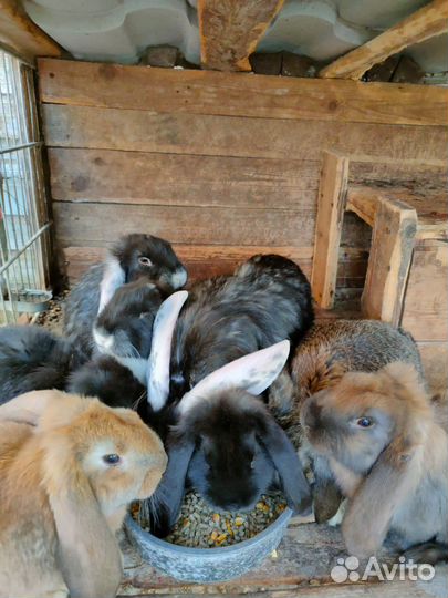 Кролик французский баран