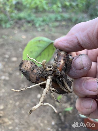 Спатифиллум