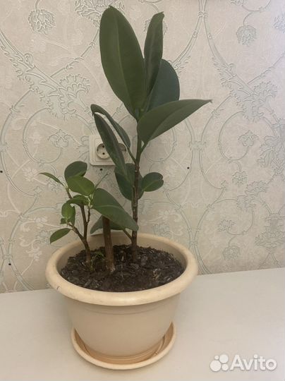 Спацифилум, хлорофитум, фикус бенджамина