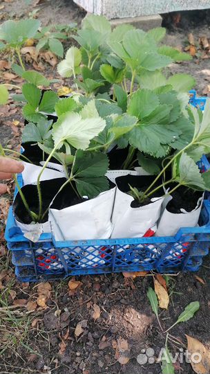 Рассада клубники