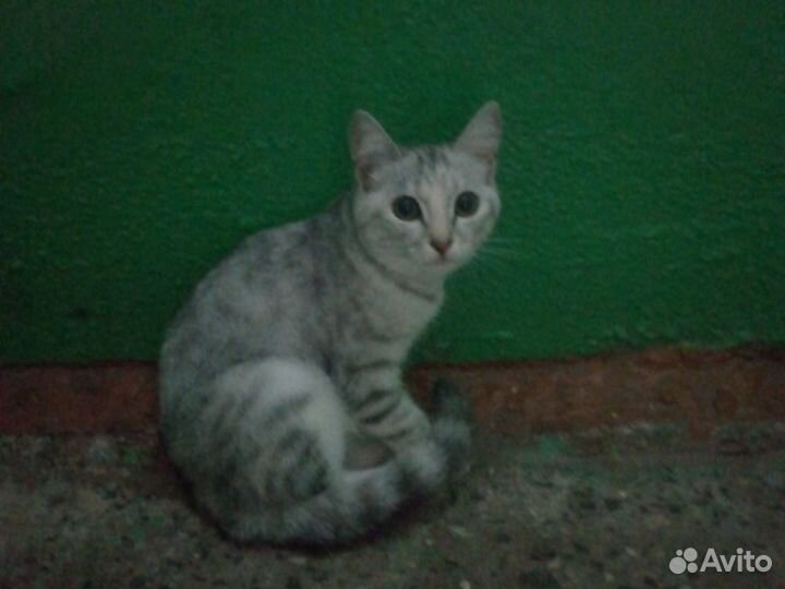 Котëнок 4 месяца без клички