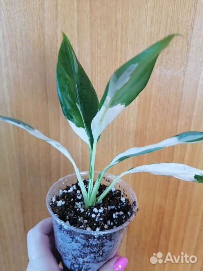 Спатифиллум нью ван