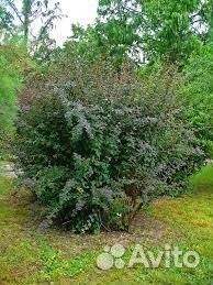 Барбарис обыкновенный