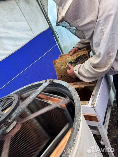 Мёд урожая 2023 года