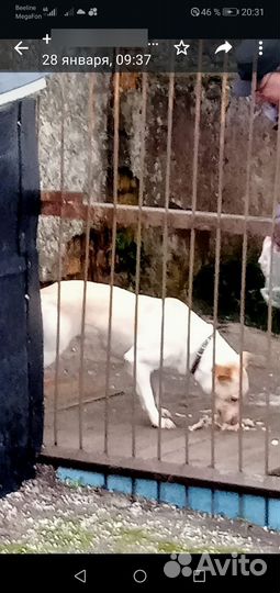 Собака в добрые руки