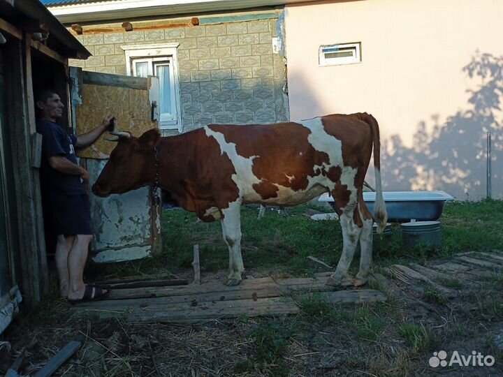 Корова стельная