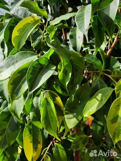 Фикус бенджамина регедан