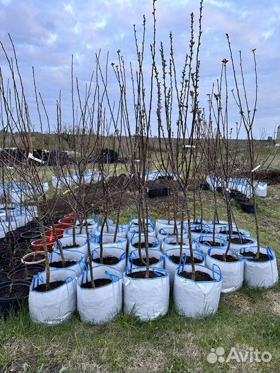 Саженцы яблони груши