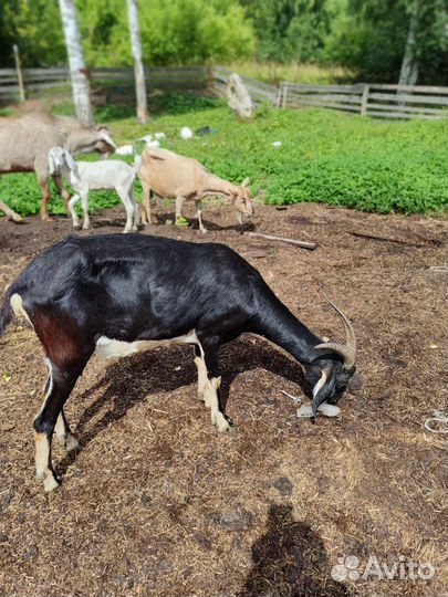 Козы и козлята