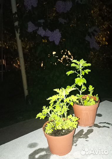 Пиретрум (девичья ромашка). Сныть пестролистная