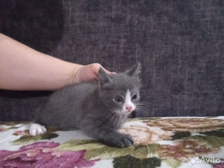 Котёнок-девочка