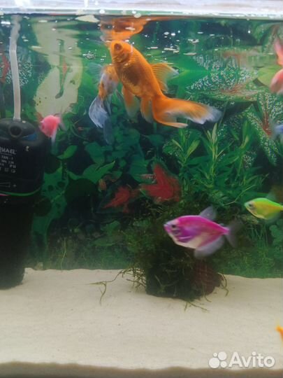 Аквариум с рыбками