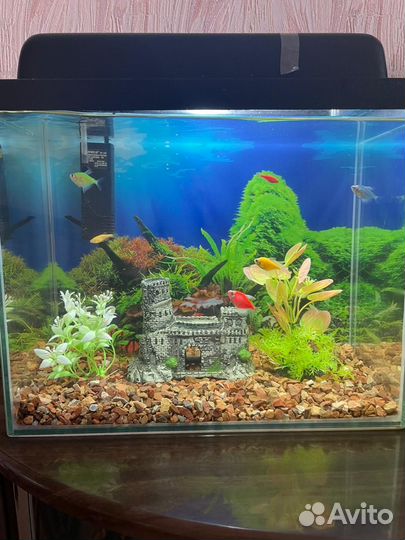 Аквариум 20л со всем содержимым