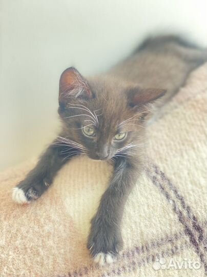 Котята в любящие руки 1,5 месяца