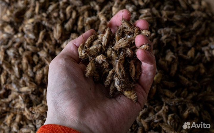 Сверчки заморозка домовый, банановый, двупятнистый