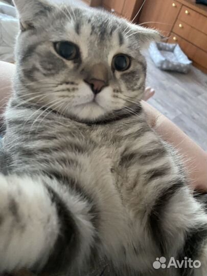 Отдам кота в добрые руки