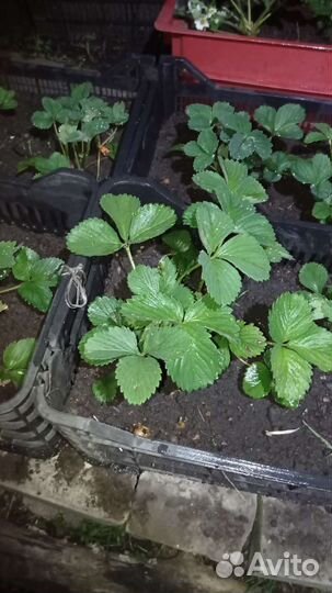 Кустики клубники