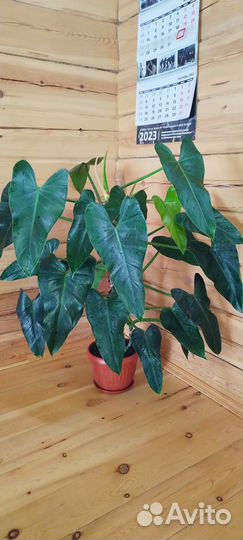 Филодендрон