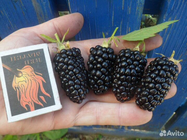 Саженцы Ежевики