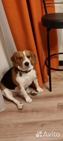 Бигль вязка