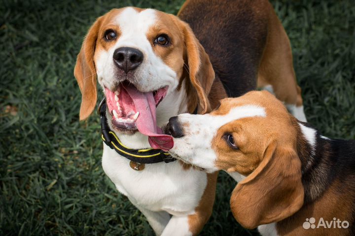 Гостиница для собак