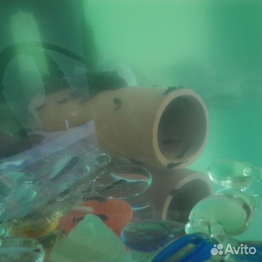 Сомики анцитрусы