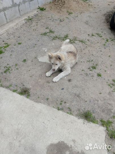 Найдена собака