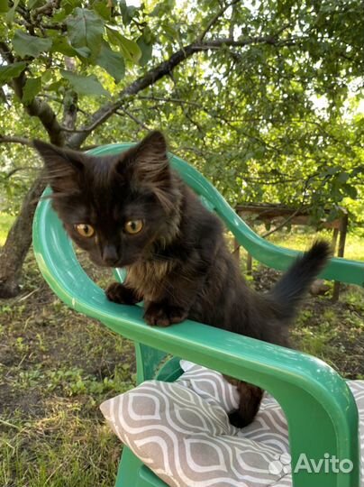Котёнок мальчик, пушистый