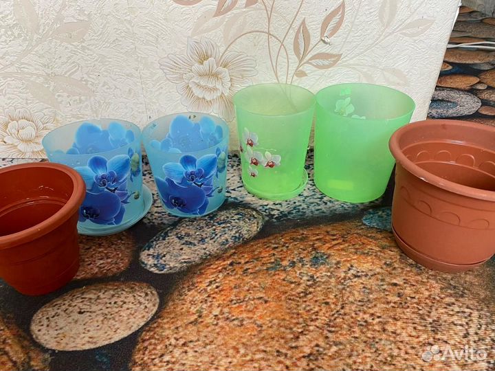 Комнатные растения