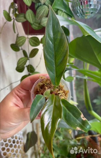 Ароидные и хойи