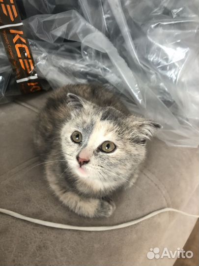 Вислоухий котенок