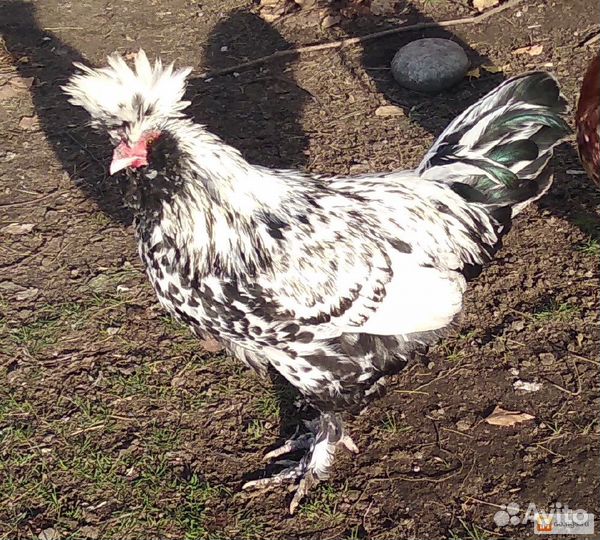 Инкубационное яйцо