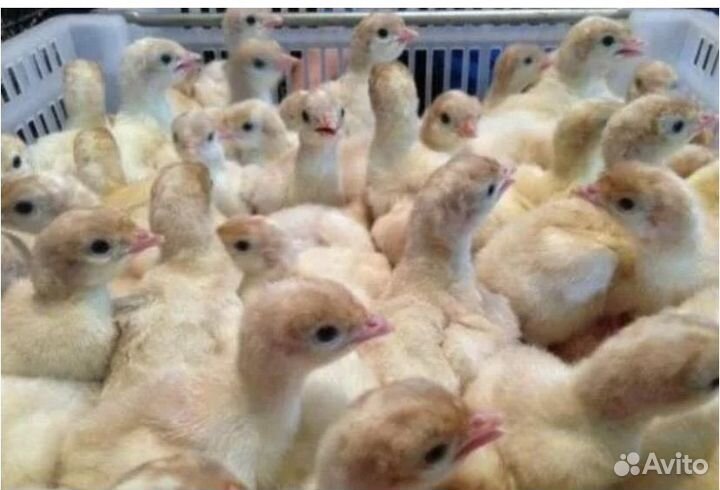 Индюшата хайбрид конвертер,биг6