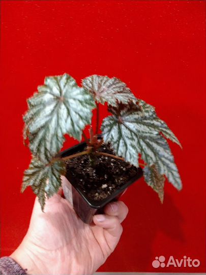 Королевская Бегония Грифон