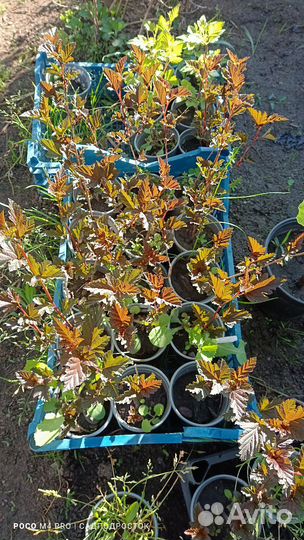 Пузыреплодники разные