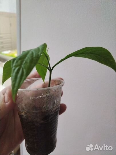 Пахистахис