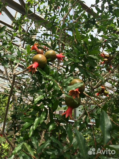 Продаются саженцы, деревья, экзотические растения