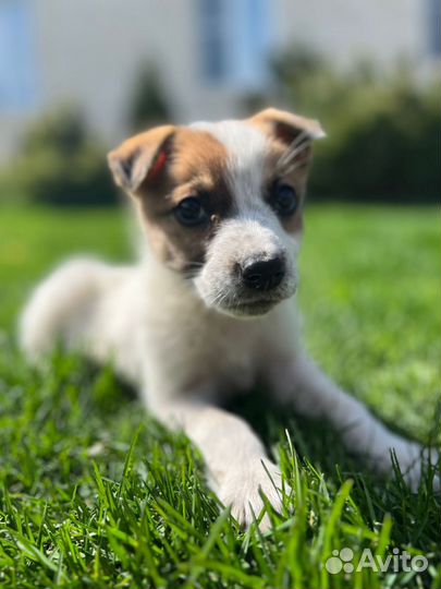 Малыш Джек в дар