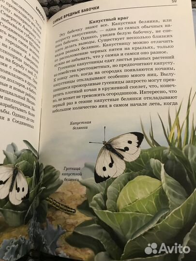 Бабочки. Автор Дунаев Ю. А.школьный путеводитель