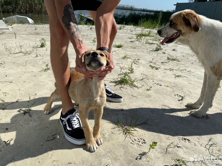 Щенки в добрые руки