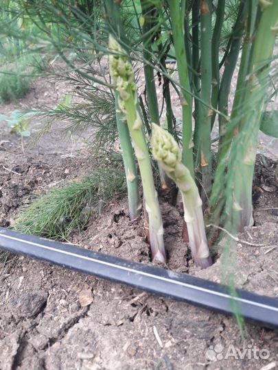 Рассада (Саженцы Спаржи)