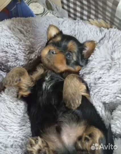 Щенки Йорка