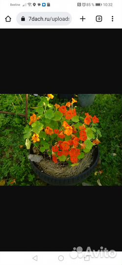 Рассада настурции