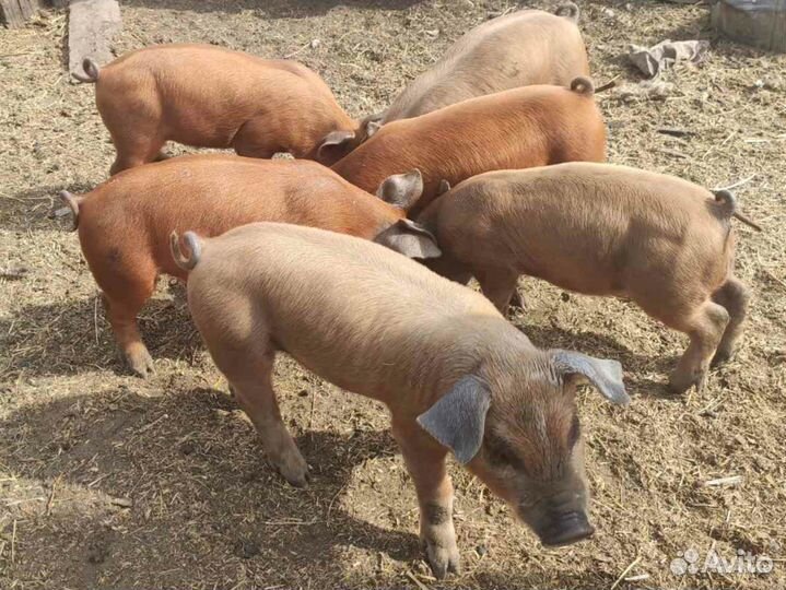 Поросенок дюрок