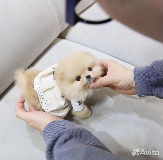 Померанский шпиц с доставкой на дом