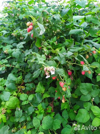 Малина сортовая,очень крупная,урожайная