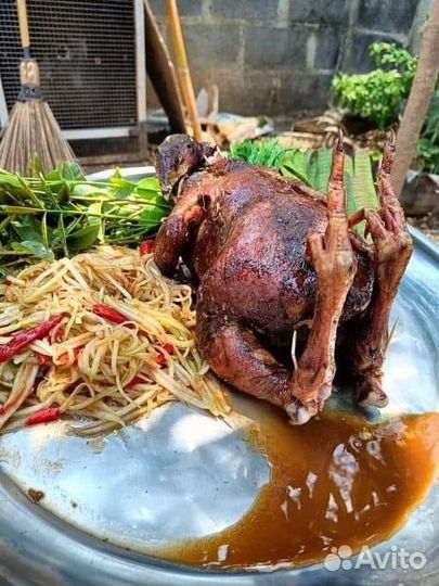 Петух голошейка, Аям Цемани, цыплята, утята