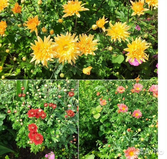 Хризантемы